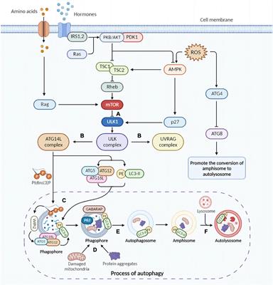 Role of microglia autophagy and mitophagy in age-related neurodegenerative diseases